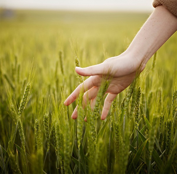 A hand above a field of wheat